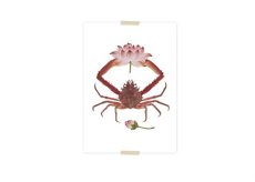 Lylies Postcard Crab